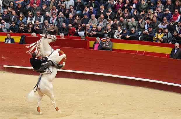 rejoneador doma
