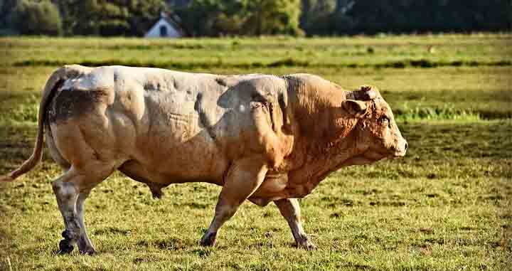 Toro caminando