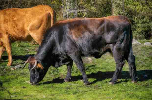 Toro común comiendo
