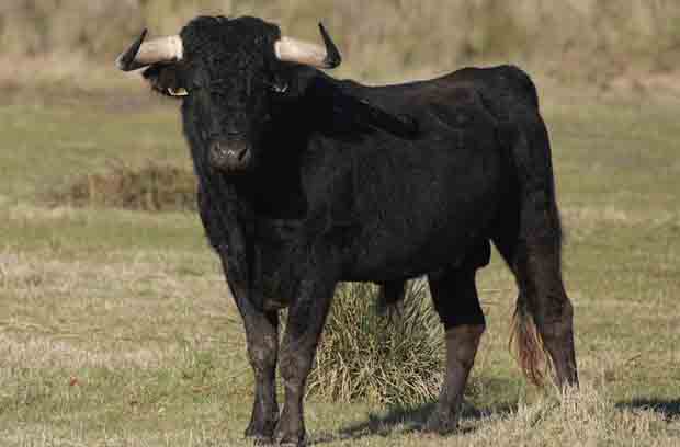 Toro comun vigía